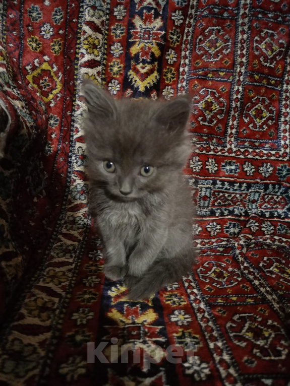 Кошки в Казани: отдам котенка в добрые руки Девочка, Бесплатно - фото 2