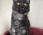 Кошки в Петергофе: Очень славный мальчик Мальчик, 30 000 руб. - фото 3