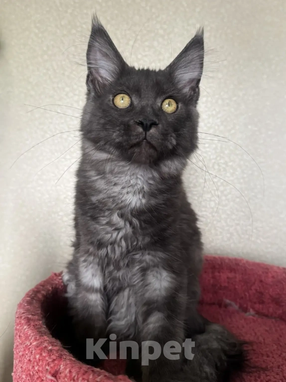 Кошки в Петергофе: Очень славный мальчик Мальчик, 30 000 руб. - фото 3