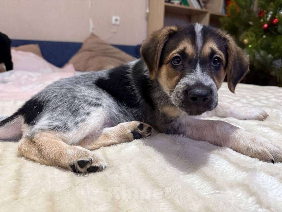 Собаки в других городах Воронежской области: СРОЧНО❗️❗️❗️ щенка в добрые руки  Мальчик, Бесплатно - фото 1