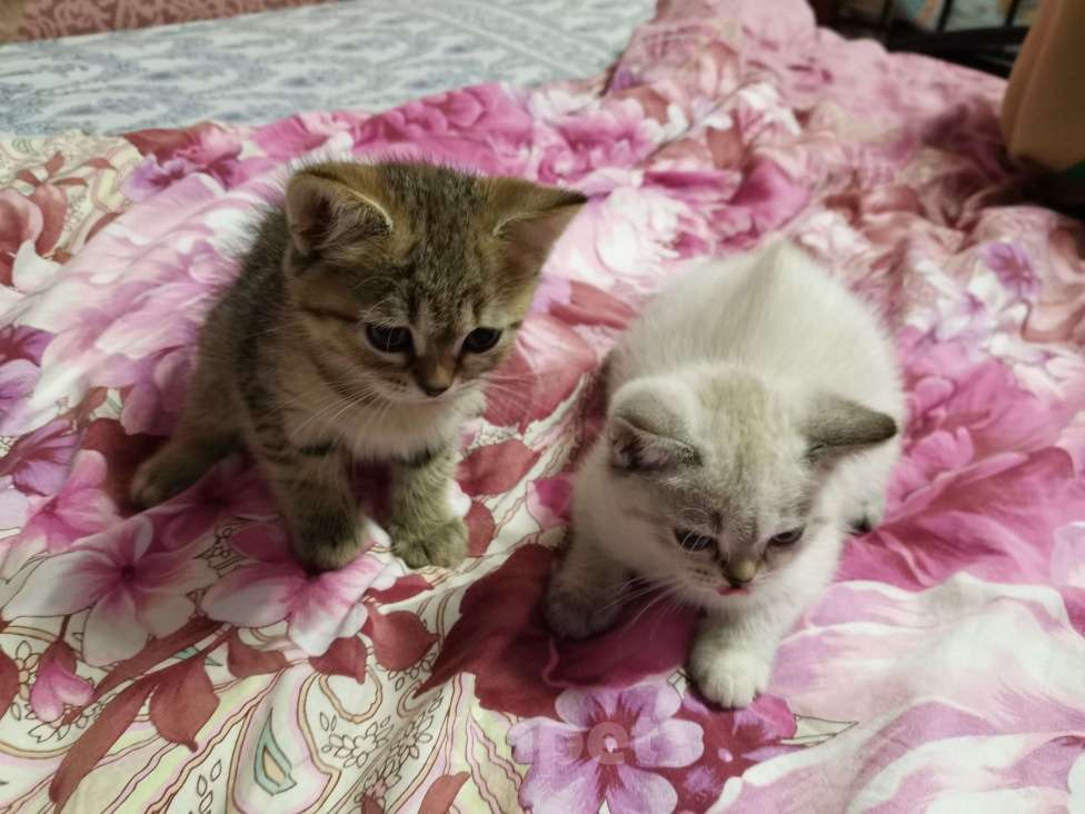 Кошки в Москве: Британские котята  Мальчик, 10 000 руб. - фото 3