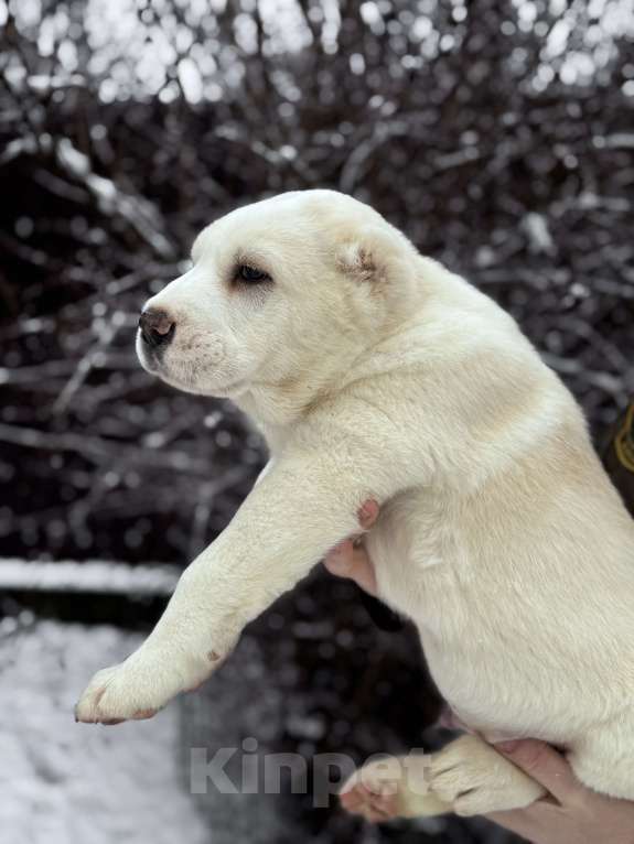 Собаки в Санкт-Петербурге: ЖАКУТ  Мальчик, 65 000 руб. - фото 8