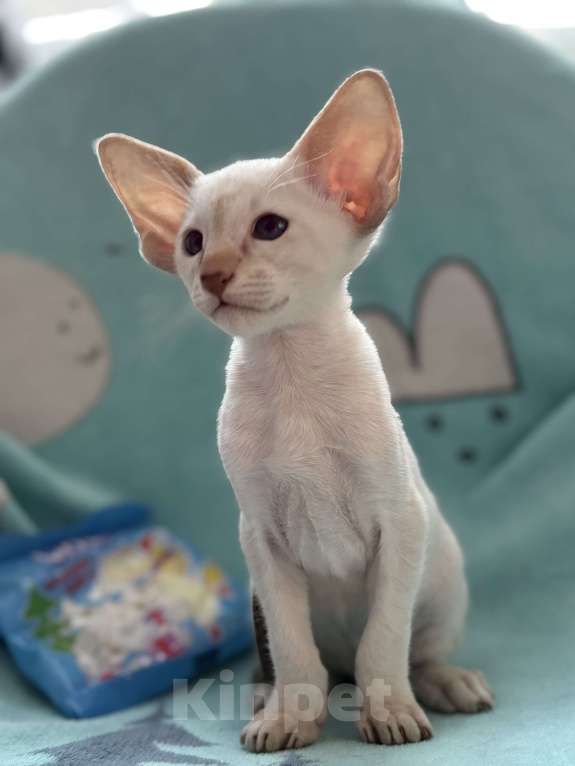 Кошки в Воткинске: Ориентальный котенок Мальчик, 60 000 руб. - фото 3