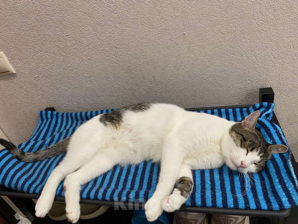 Кошки в Реутове: Взрослый кот в добрые руки Мальчик, Бесплатно - фото 9