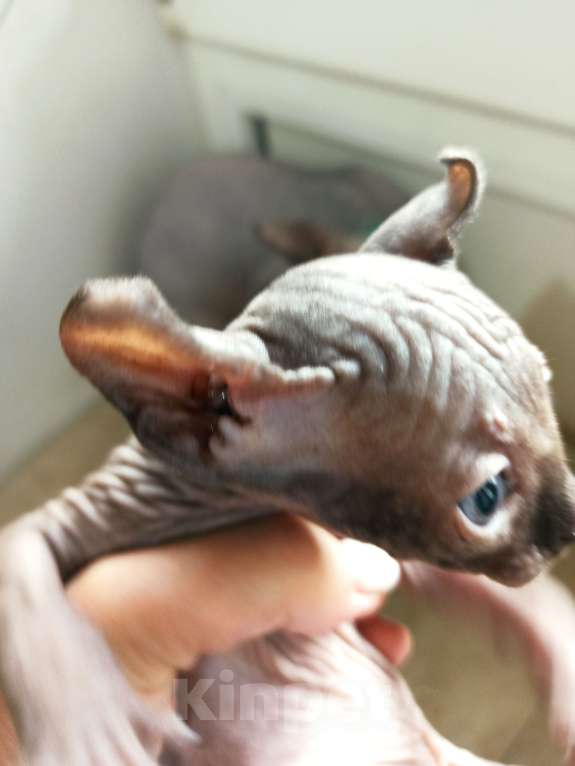 Кошки в Самаре: котенок канадский сфинкс Разнополые, Бесплатно - фото 2