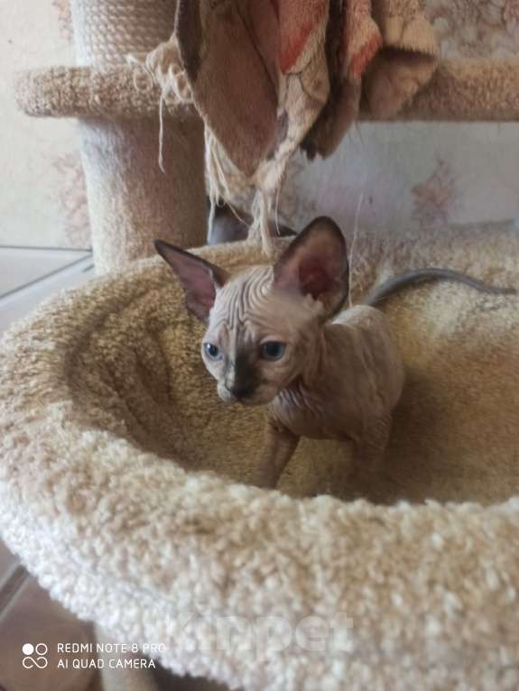 Кошки в Челябинске: Девочка канадский сфинкс Девочка, 40 000 руб. - фото 2