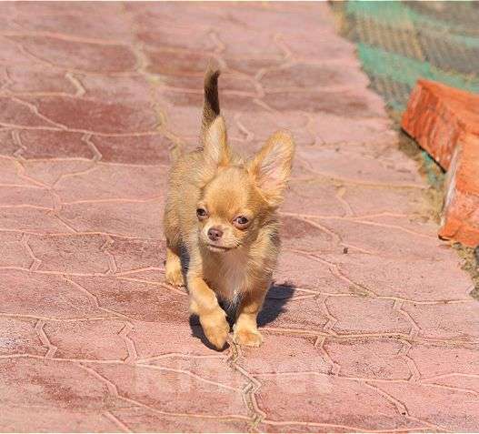 Собаки в Москве: красивые мальчики чихуахуа Мальчик, 25 000 руб. - фото 3