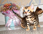 Кошки в Малмыже: Бенгальские котята, 20 000 руб. - фото 5