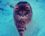 Кошки в Новокубанске: Котик, Бесплатно - фото 1