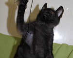 Кошки в Одинцово: Котенок в добрые руки Черныш Мальчик, 1 руб. - фото 10