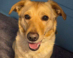 Собаки в Москве: Золотой лабрадористый мальчик Мальчик, Бесплатно - фото 5