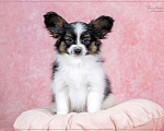 Собаки в Омске: щенок папийона Goldstyle Glory Rosalia / отличная родословная, документы РКФ, клеймо Девочка, 80 000 руб. - фото 2