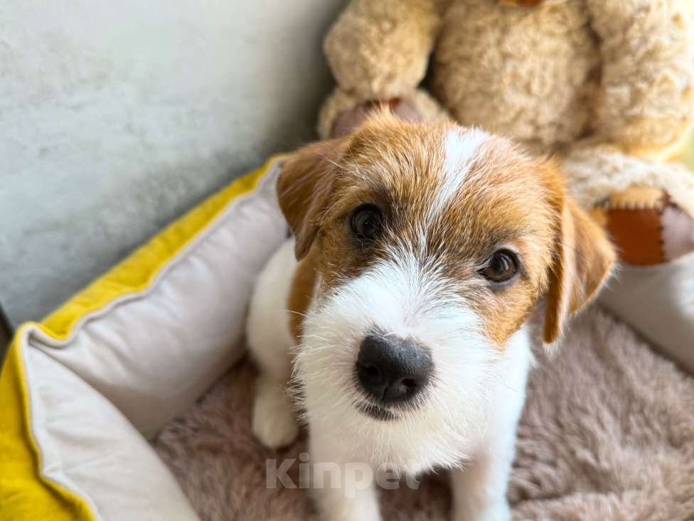 Собаки в Санкт-Петербурге: Девочка Джек Рассел терьера  Девочка, 80 000 руб. - фото 4