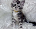 Кошки в Кудрово: Котенок мейн-кун, мальчик , шейдед линия Мальчик, Бесплатно - фото 1