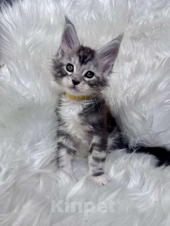 Кошки в Кудрово: Котенок мейн-кун, мальчик , шейдед линия Мальчик, Бесплатно - фото 1