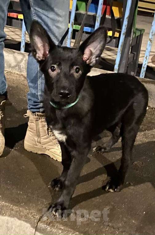 Собаки в Москве: Милые щенки в добрые руки Девочка, 1 руб. - фото 4