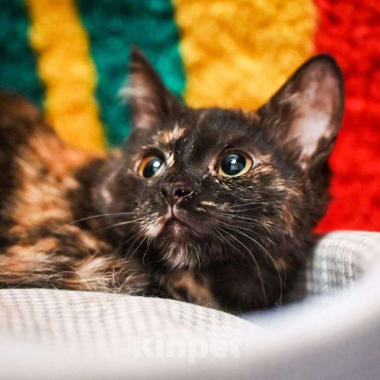 Кошки в Москве: Ласковый котенок девочка ищет заботливую семью Девочка, Бесплатно - фото 3