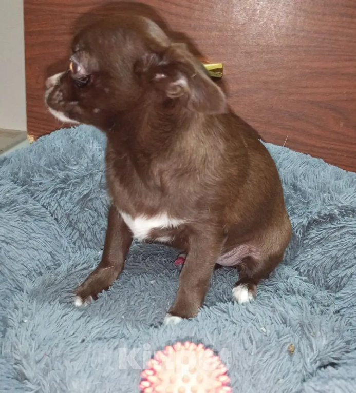 Собаки в Королеве: Щенкок Чихуа-хуа Мальчик, 15 000 руб. - фото 3