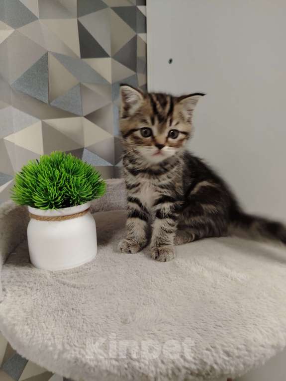 Кошки в Москве: Шотландская мраморная девочка Девочка, 20 000 руб. - фото 1