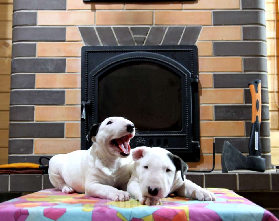 Собаки в Череповце: Предлагаем щенков стандартного бультерьера. Мальчик, Бесплатно - фото 7