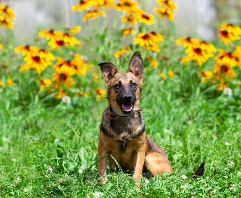 Собаки в Москве: Щенок-коротколапик Барсюк в добрые руки Мальчик, 1 руб. - фото 7