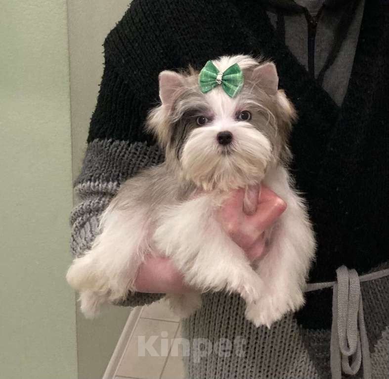 Собаки в Москве: Йорк с двумя голубыми глазами мальчик мини Мальчик, 130 000 руб. - фото 10