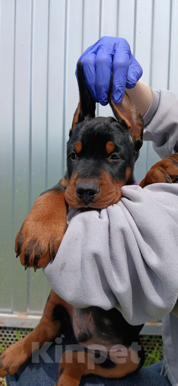Собаки в других городах Краснодарского края: Щенки добермана мальчики Мальчик, 50 000 руб. - фото 5