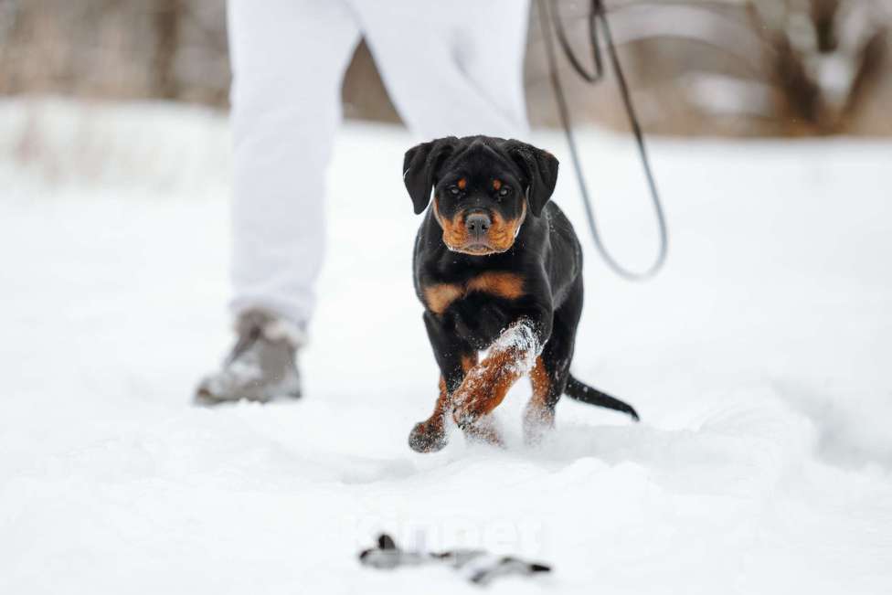 Собаки в Липецке: Высокопородные щенки ротвейлера  Девочка, 50 000 руб. - фото 2