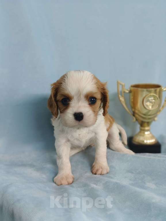 Собаки в Москве: Кавалер Кинг Чарльз Спаниель мальчик Мальчик, 90 000 руб. - фото 4