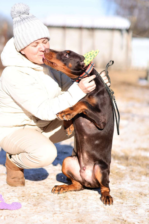 Собаки в Клине: Доберман, кобель, 4 месяца Мальчик, 100 000 руб. - фото 8