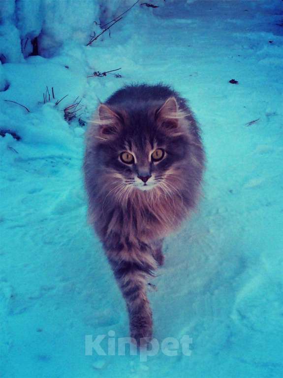 Кошки в Новокубанске: Котик, Бесплатно - фото 1