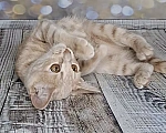 Кошки в Москве: Котёнок с апельсиновыми глазами в добрые руки Девочка, Бесплатно - фото 7