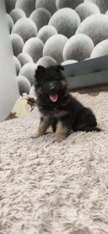 Собаки в Зарайске: Щенок немецкой овчарки д.ш. Девочка, 60 000 руб. - фото 5