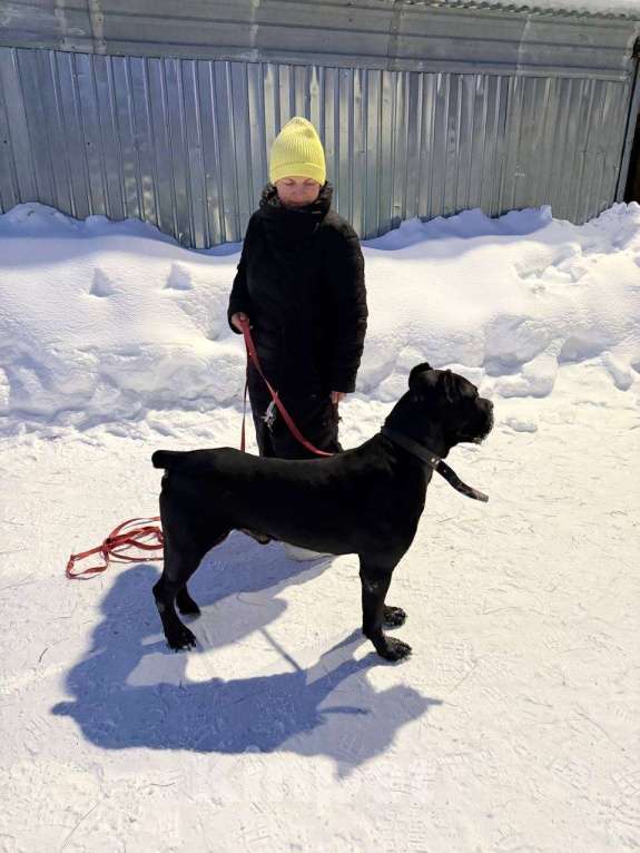 Собаки в Ногинске: Муфа - кане-корсо попал в приют Мальчик, Бесплатно - фото 4