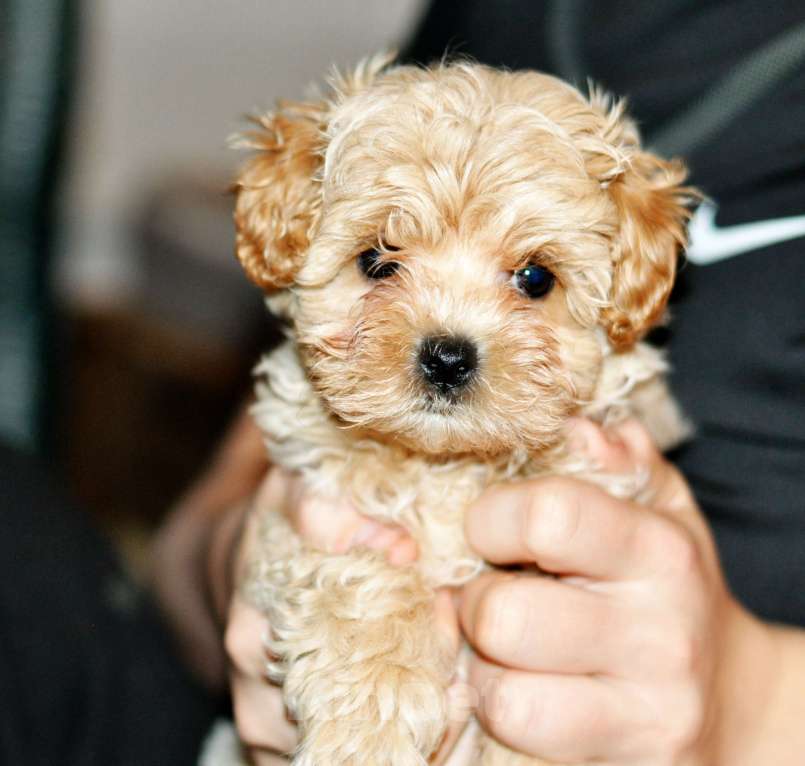 Собаки в других городах Свердловской области: мальтипу F1 мини, карамельный мальчик   Мальчик, 100 000 руб. - фото 1