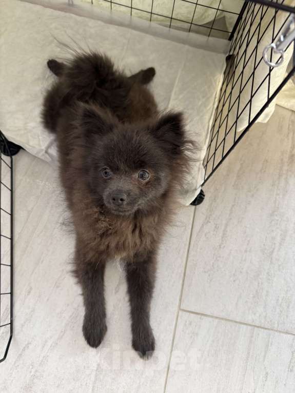 Собаки в Минеральном Воде: Красавчик Ричи Мальчик, 20 000 руб. - фото 7