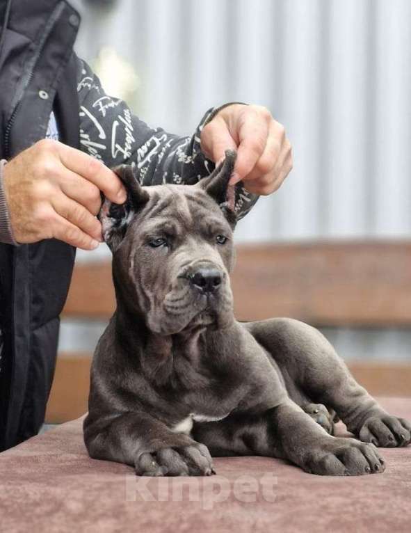 Собаки в других городах Московской области: Шикарные корсики Девочка, Бесплатно - фото 3