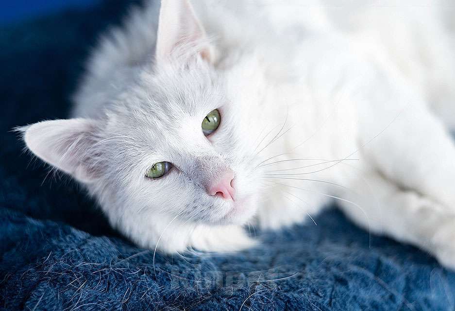 Кошки в Москве: Белоснежный красавец, домашний котик Ченя ищет дом Мальчик, Бесплатно - фото 3