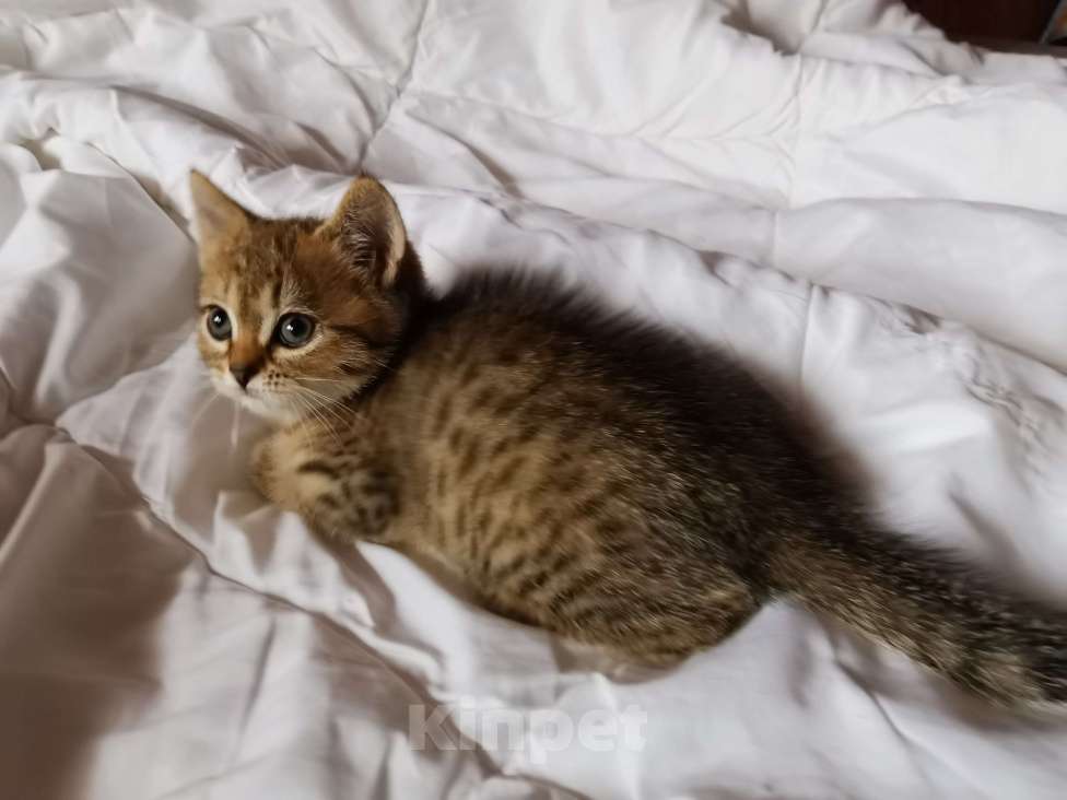 Кошки в Москве: Британцы котята мальчики, девочки  Мальчик, 10 000 руб. - фото 2