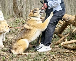 Собаки в Балашихе: Харви метис лайки высокий ,статный красавец Мальчик, Бесплатно - фото 2