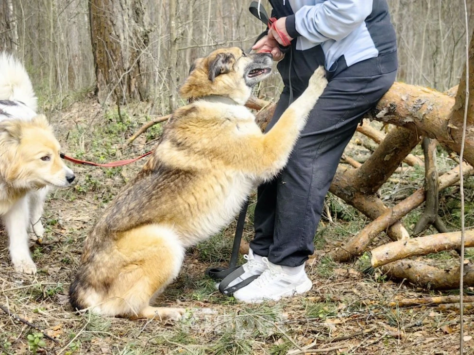 Собаки в Балашихе: Харви метис лайки высокий ,статный красавец Мальчик, Бесплатно - фото 2