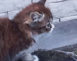 Кошки в других городах Московской области: Кот трёхцветка Мальчик, 30 000 руб. - фото 1