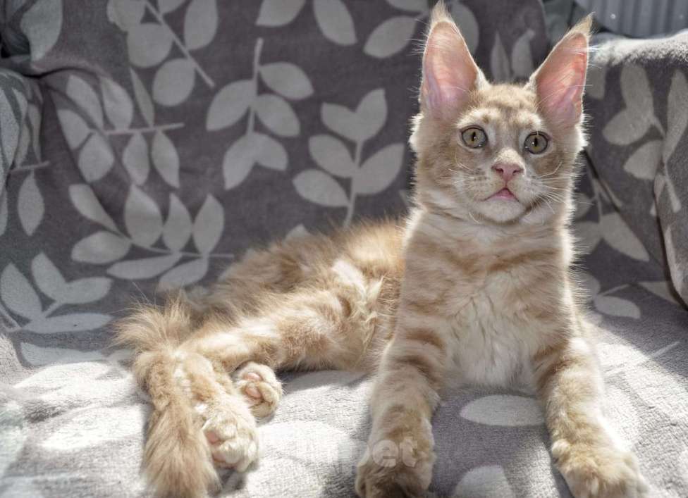 Кошки в Сочи: котята Мейн-Кун Мальчик, 45 000 руб. - фото 1