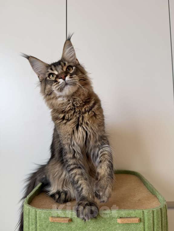 Кошки в Москве: Котенок мейн-кун Мальчик, 35 000 руб. - фото 2