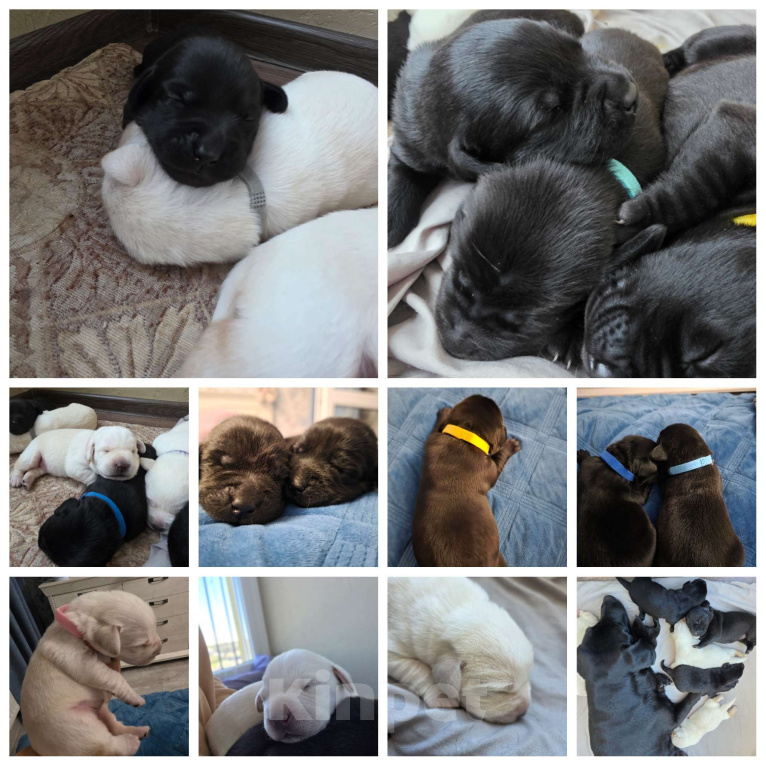 Собаки в других городах Калининградской области: Щенок Мальчик, 30 000 руб. - фото 1