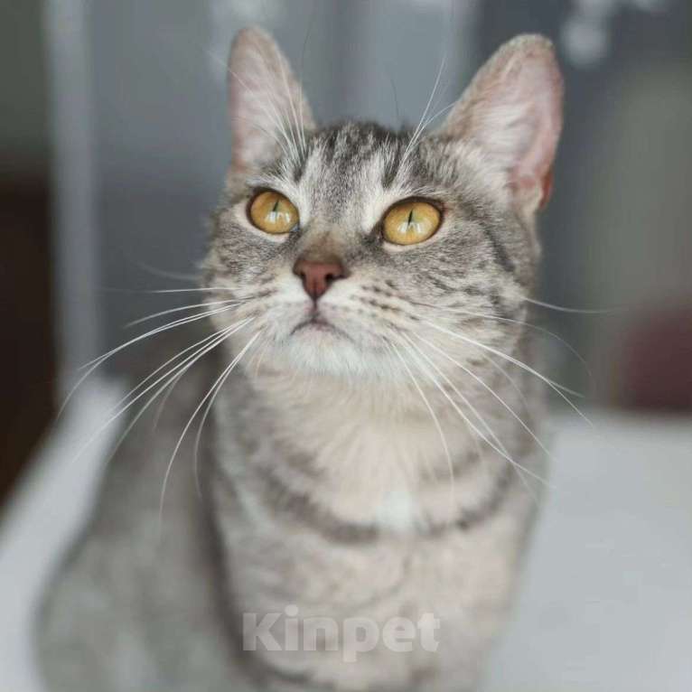 Кошки в Москве: Самую ласковую Соню никто не хочет брать Девочка, Бесплатно - фото 2