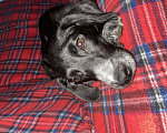 Собаки в Энгельс: Джини ищет домик ❤️ Девочка, Бесплатно - фото 1