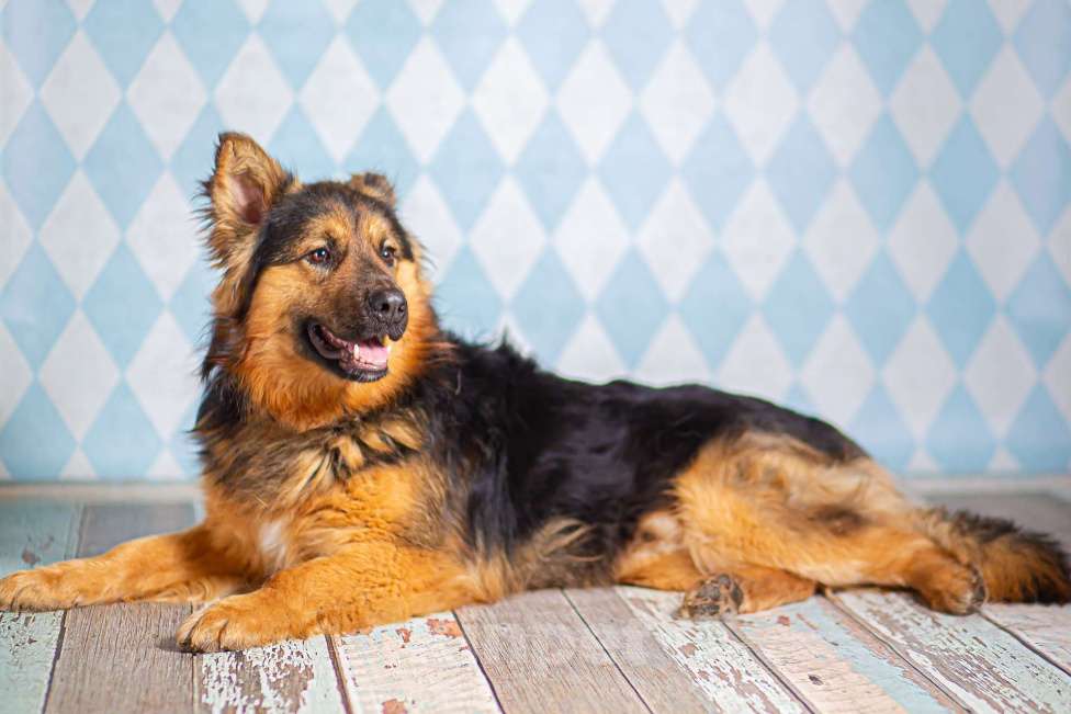 Собаки в Москве: Пушистый большой добряк Большой в добрые руки Мальчик, 1 руб. - фото 6