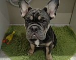 Собаки в Краснодаре: Французский бульдог, щенок Мальчик, 50 000 руб. - фото 5
