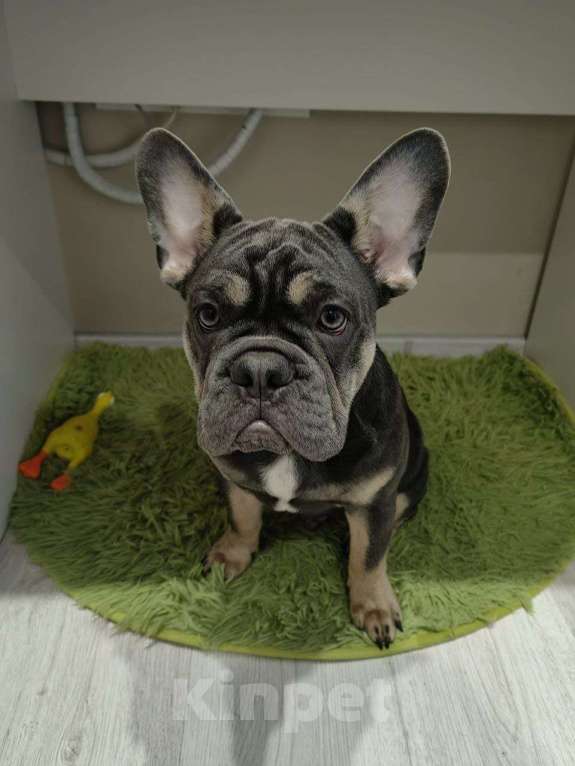 Собаки в Краснодаре: Французский бульдог, щенок Мальчик, 50 000 руб. - фото 5